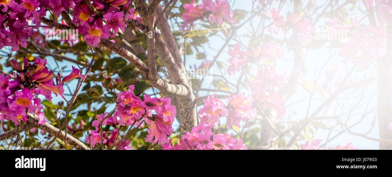 Frühling in Coronado, Kalifornien. Stockfoto