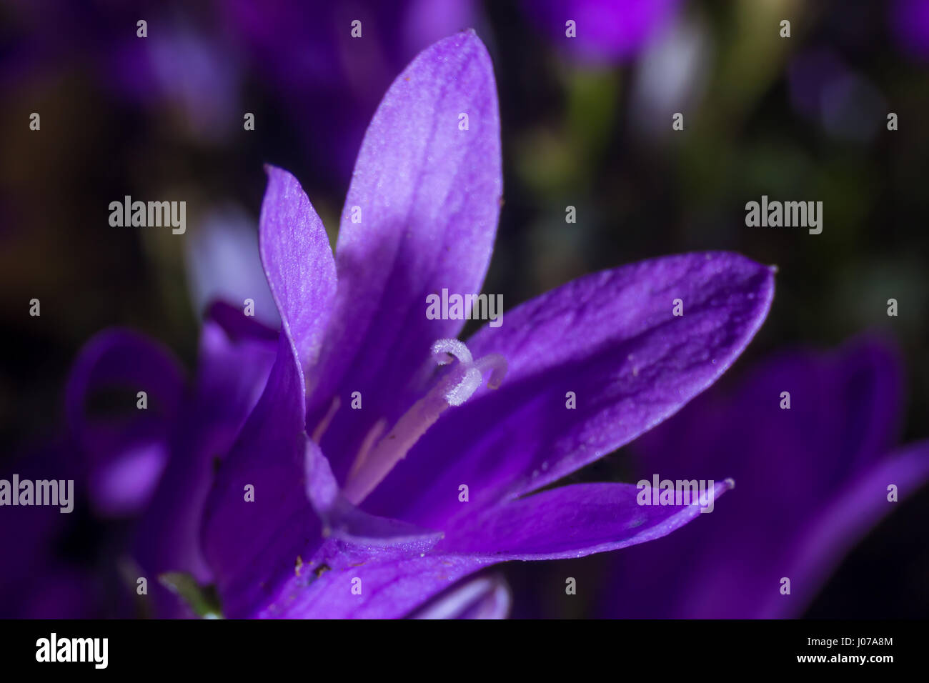 Campanula Addenda oder Glockenblumen isoliert auf einer Makro-Fotografie Stockfoto