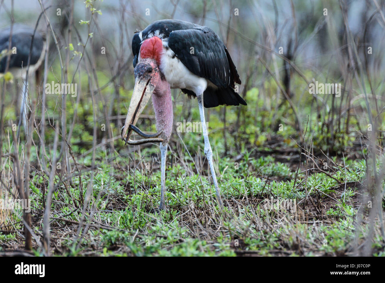Krüger-Nationalpark, Südafrika: BIZARRE Bilder von einem britischen Touristen zeigen wie gab es kein entkommen für diese Riesenschlange blind wie es verschluckt wurde lebendig durch einen hungrigen Vogel. Die Essenszeit Bilder zeigen die Schlange Kampf zu entkommen, nachdem der Marabou Storch holt, aber letztlich die riesige Mund wartet der einzige Ort ist zu gehen. Die Bilder wurden von pensionierten internationales Steuerrecht und Bräuche Berater Ken Haley (63), von Newcastle-upon-Tyne, gefangen genommen, wie er im Krüger Nationalpark, Südafrika war. Stockfoto