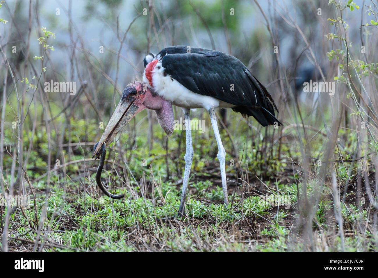 Krüger-Nationalpark, Südafrika: BIZARRE Bilder von einem britischen Touristen zeigen wie gab es kein entkommen für diese Riesenschlange blind wie es verschluckt wurde lebendig durch einen hungrigen Vogel. Die Essenszeit Bilder zeigen die Schlange Kampf zu entkommen, nachdem der Marabou Storch holt, aber letztlich die riesige Mund wartet der einzige Ort ist zu gehen. Die Bilder wurden von pensionierten internationales Steuerrecht und Bräuche Berater Ken Haley (63), von Newcastle-upon-Tyne, gefangen genommen, wie er im Krüger Nationalpark, Südafrika war. Stockfoto
