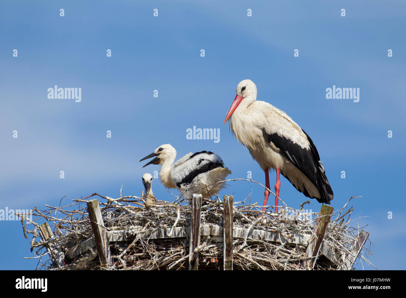 Weißstorch (Ciconia Ciconia) Elternteil auf künstlichen Nest mit zwei Küken Stockfoto