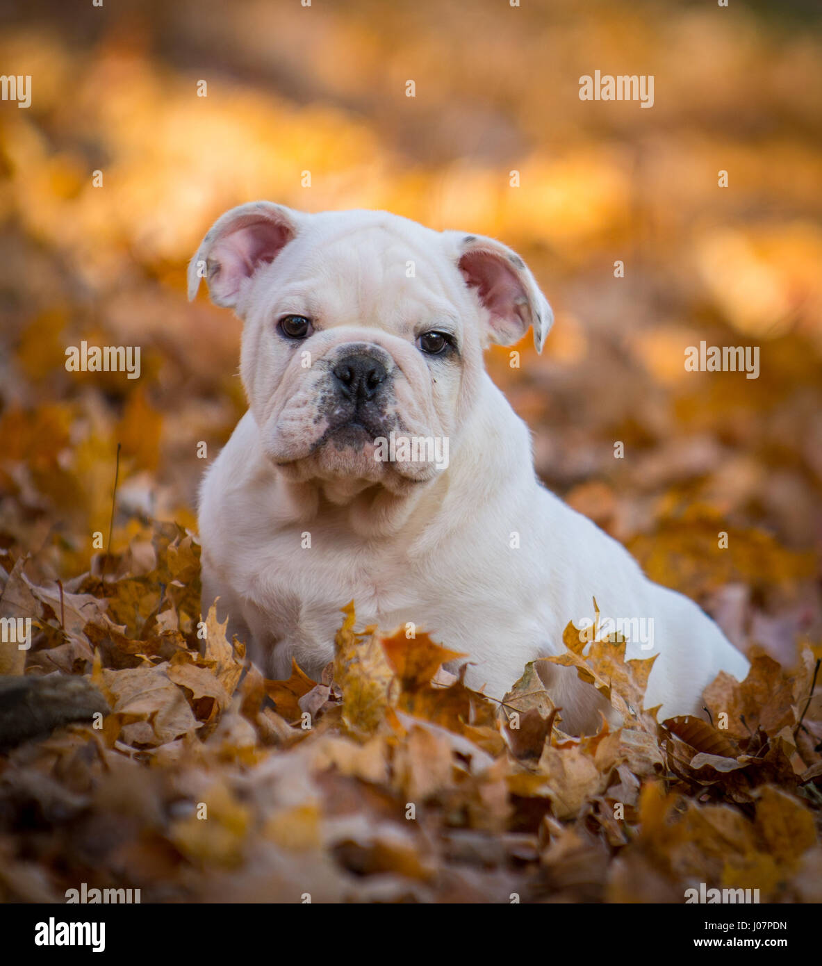 Bulldogge Welpen im Herbst draußen spielen lässt Stockfoto