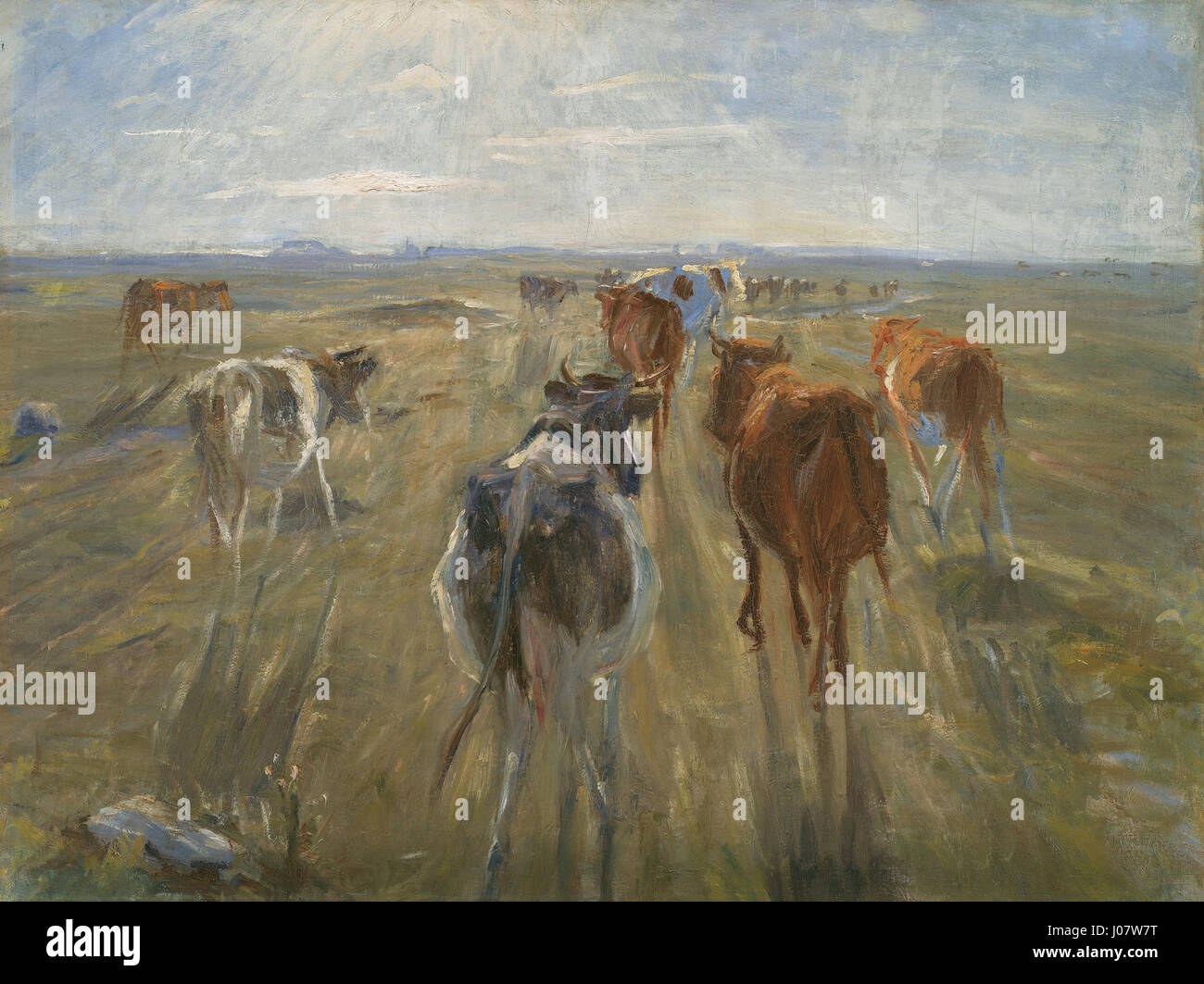 Ein Landschaftsbild, das die Wirkung langer Schatten über einem Feld mit Rindern auf Saltholm, einer kleinen dänischen Insel, einfängt. Die Komposition betont Licht, Schatten und atmosphärische Tiefe. Stockfoto