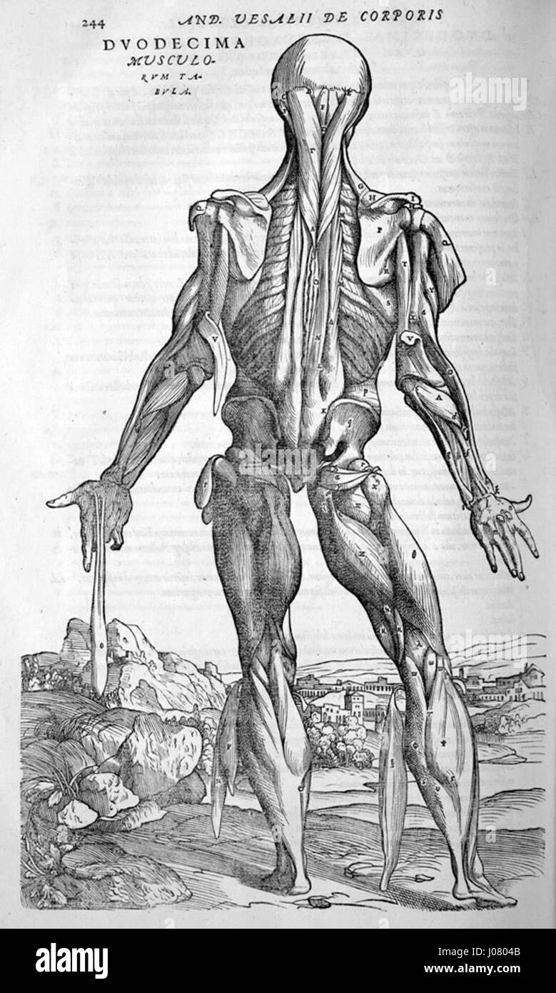 Dies bezieht sich auf die detaillierten anatomischen Zeichnungen der Rückenmuskeln von Andreas Vesalius, einem Pionier des 16. Jahrhunderts. Seine Arbeit in der Anatomie, insbesondere in der Darstellung der menschlichen Muskulatur, revolutionierte den Bereich der Medizin und war Grundlage für spätere Studien. Stockfoto