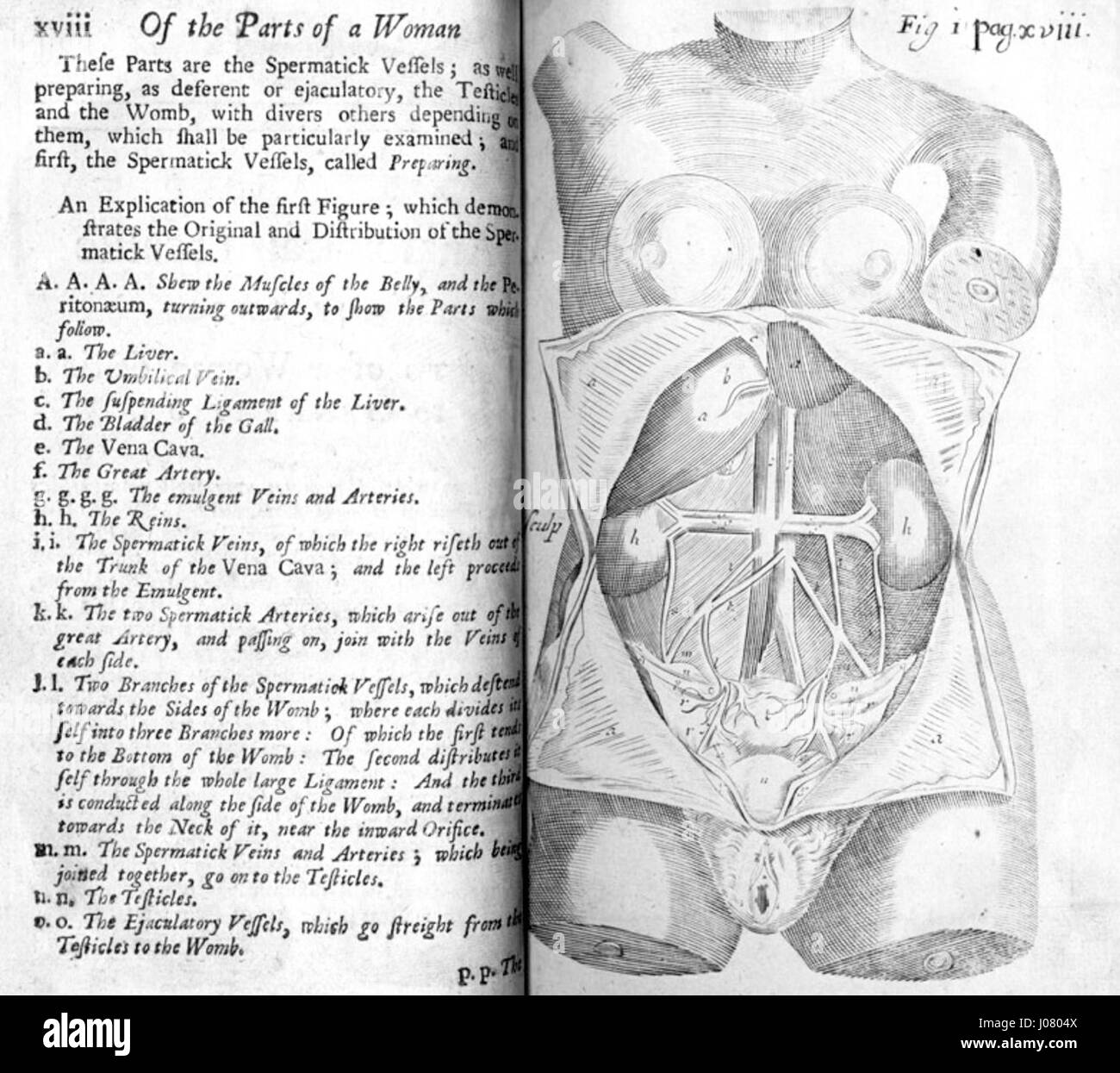 Mauriceaus „Teile einer Frau“ ist eine anatomische Illustration, die die menschliche weibliche Form darstellt. Das Kunstwerk konzentriert sich auf die wissenschaftliche Untersuchung des menschlichen Körpers und bietet einen detaillierten Blick auf die weibliche Anatomie mit klinischer Präzision. Stockfoto