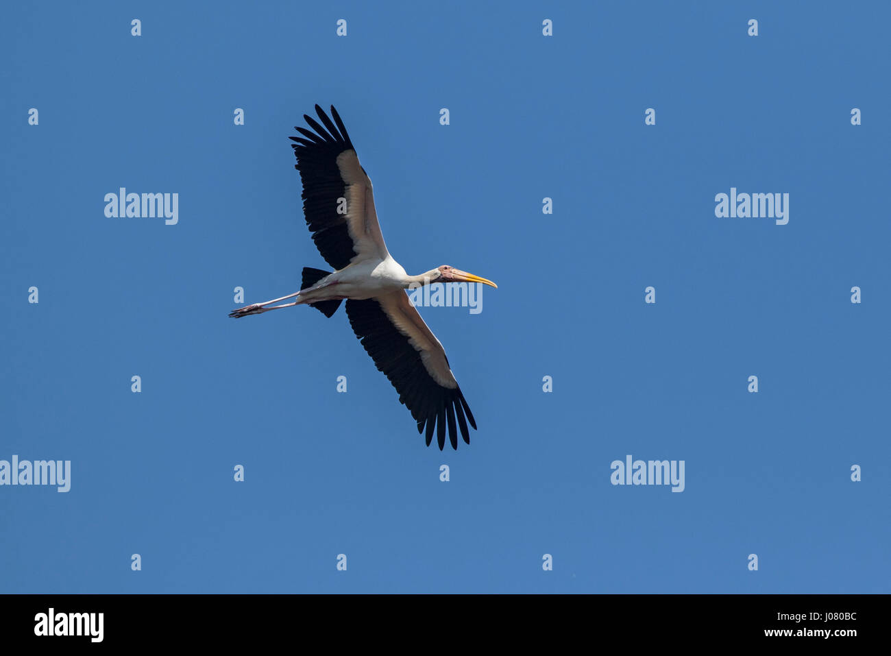 Milchige Stork (Mycteria Cinerea) im Flug, Prek Toal, Tonle Sap, Kambodscha Stockfoto