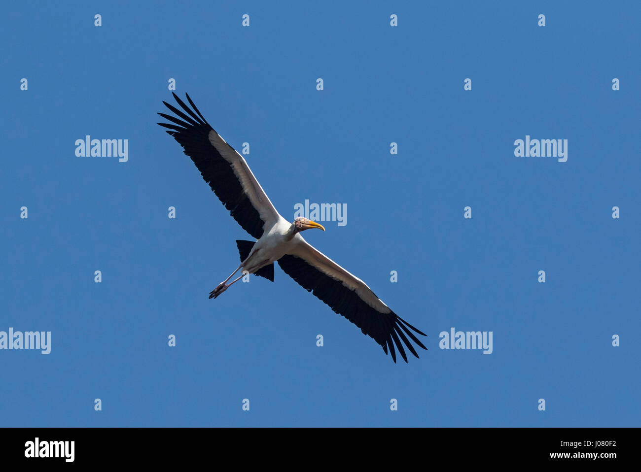 Milchige Stork (Mycteria Cinerea) im Flug, Prek Toal, Tonle Sap, Kambodscha Stockfoto