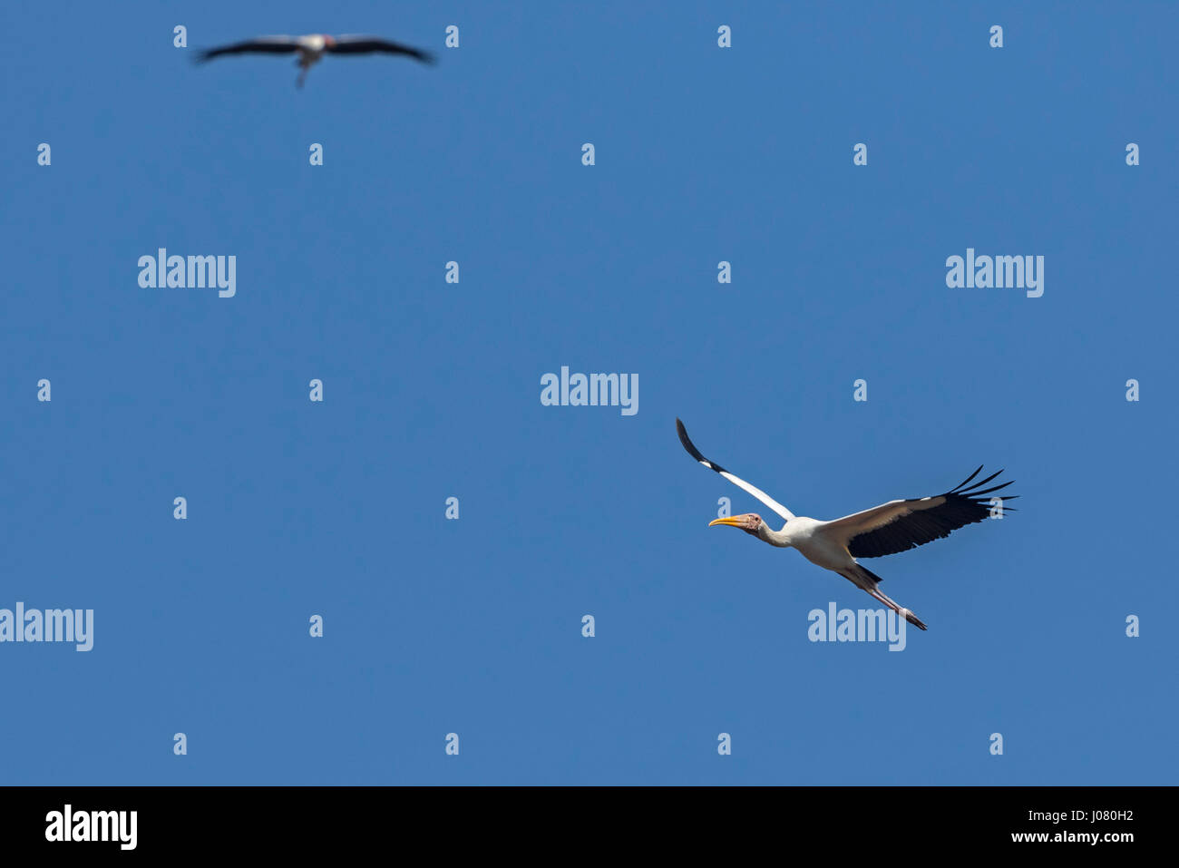Milchige Stork (Mycteria Cinerea) während des Fluges im Hintergrund gemalt Stork (Mycteria Leucocephala), Prek Toal, Tonle Sap, Kambodscha Stockfoto