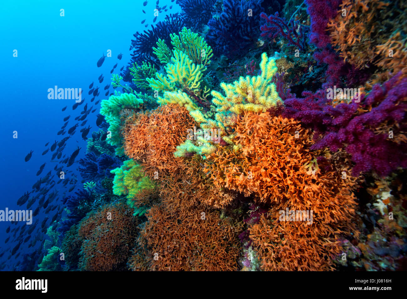 Das Korallenriff von der Insel Lastovo, Adria in Kroatien Stockfoto
