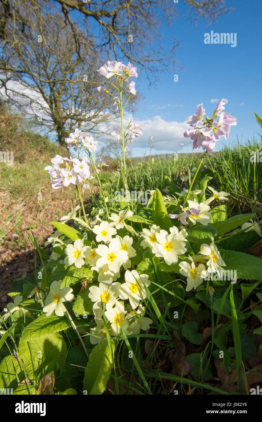 Kuckuck Blume, Damen-Kittel, Cardamine Pratensis, mit Primel, Primula Vulgaris, April, Sussex, UK. Hecke. Wilde Blumen Stockfoto