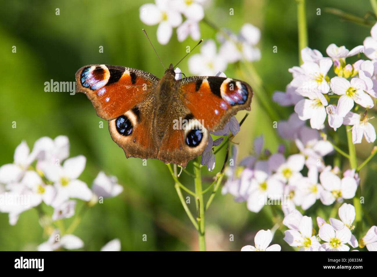 Tagpfauenauge, Inachis Io, Aglais Io auf Kuckuck Blume, Damen-Kittel, Cardamine Pratensis, Sussex, April Stockfoto