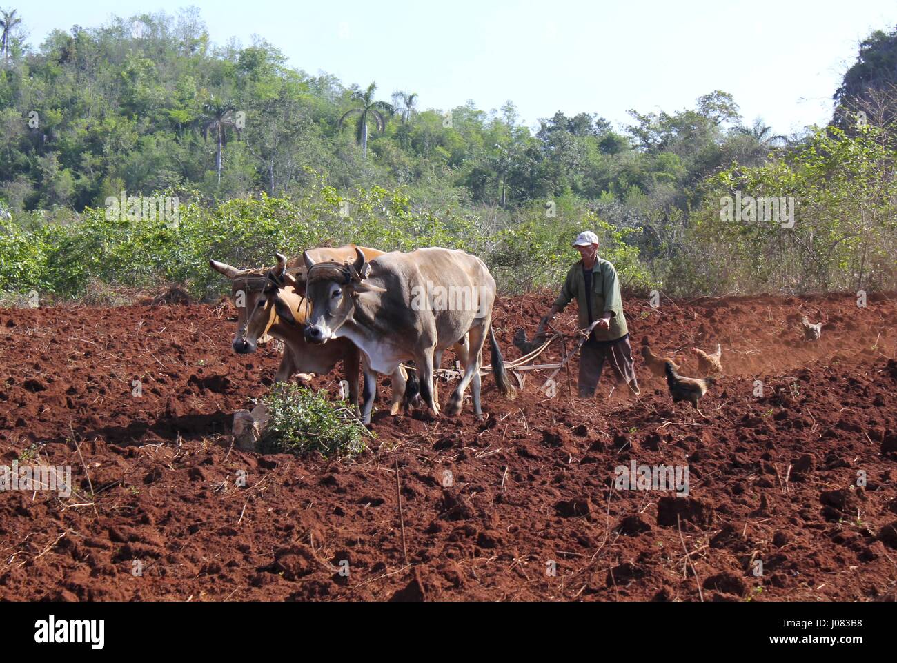 Ein Bauer und seine Büffel pflügen ein Feld in Kuba Stockfoto