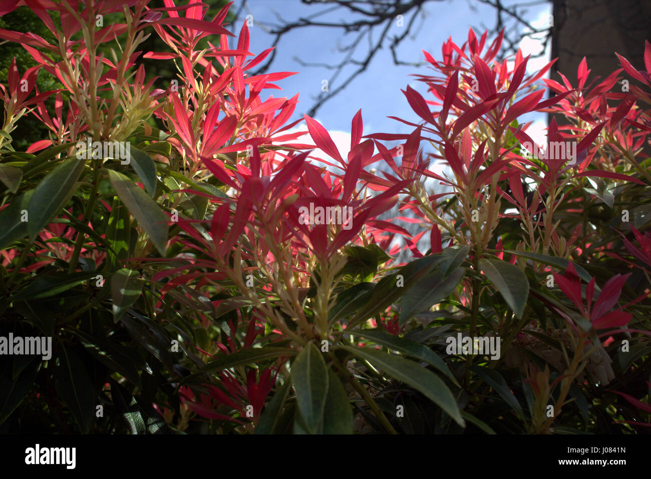 Pieris Formosa var. Forrestii