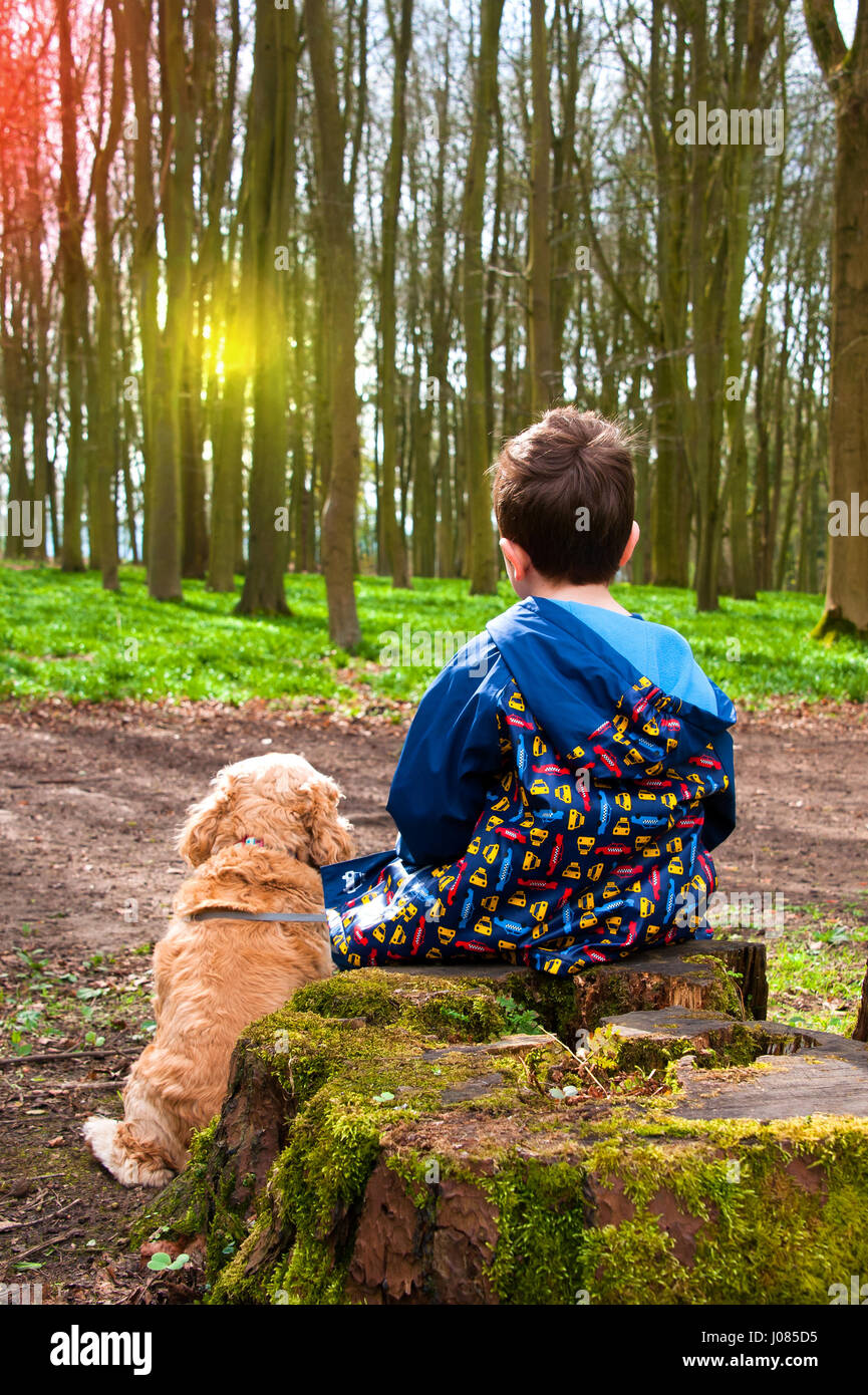 Rückansicht des 5 jähriger Junge mit seinem Hund sitzt auf Baumstumpf im Wald gegen Sonne Stockfoto