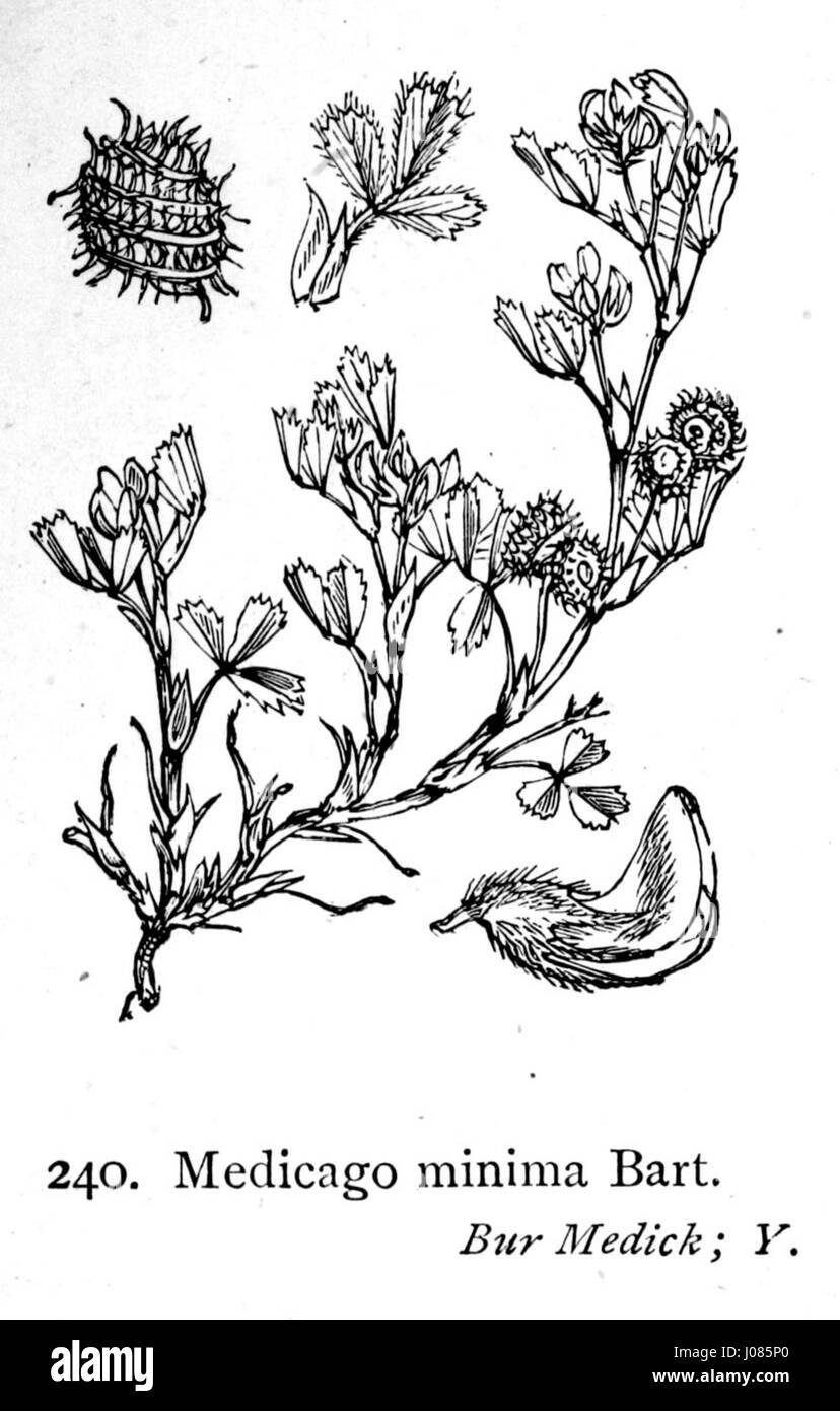 „Medicago minima“ ist eine Illustration aus „Illustrations of the British Flora“ (1924), in der die kleinen, aber bedeutenden Pflanzenarten auf den Britischen Inseln hervorgehoben werden und die botanische Genauigkeit widerspiegelt. Stockfoto