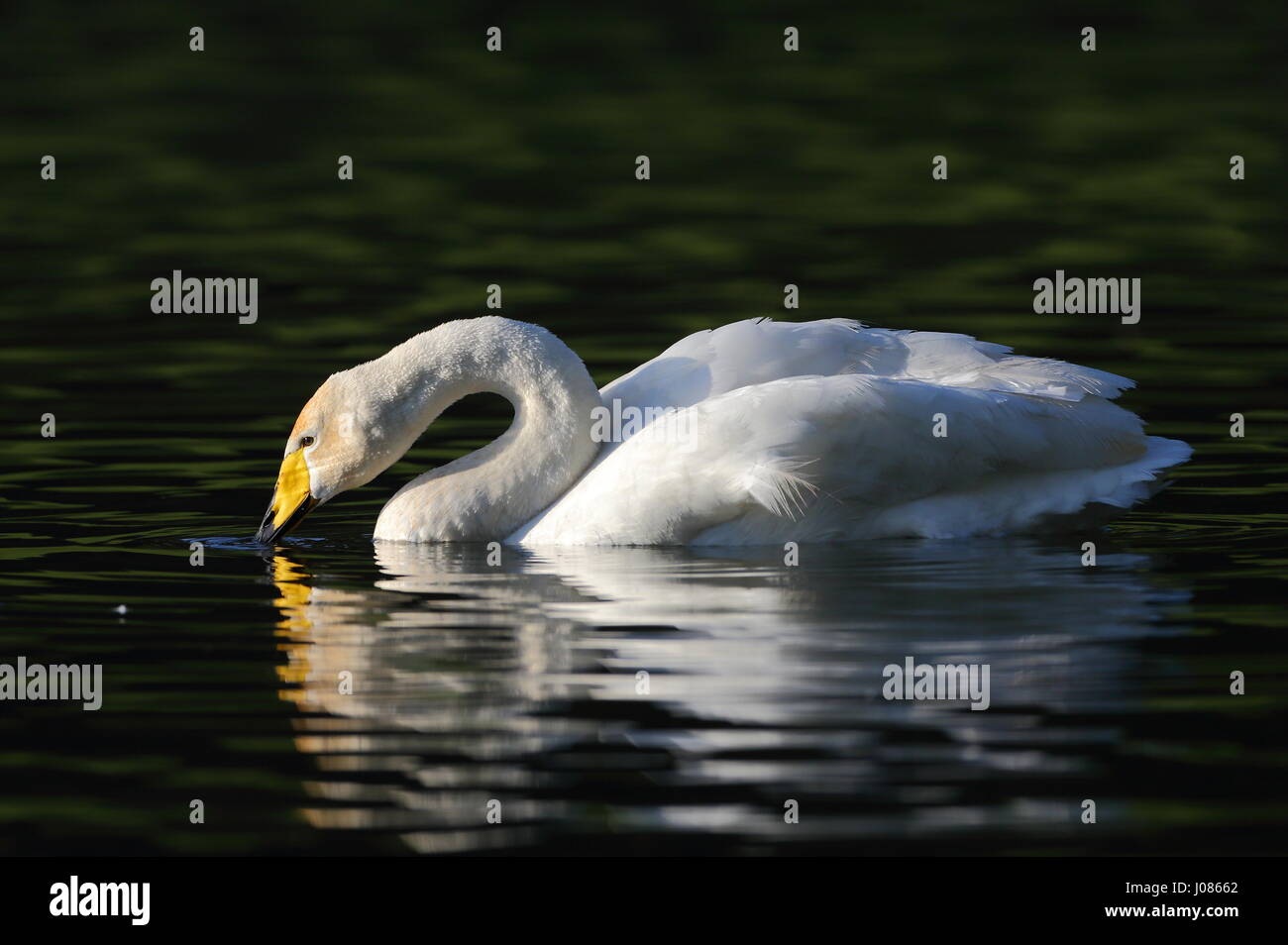 Singschwan auf Himley See. Stockfoto