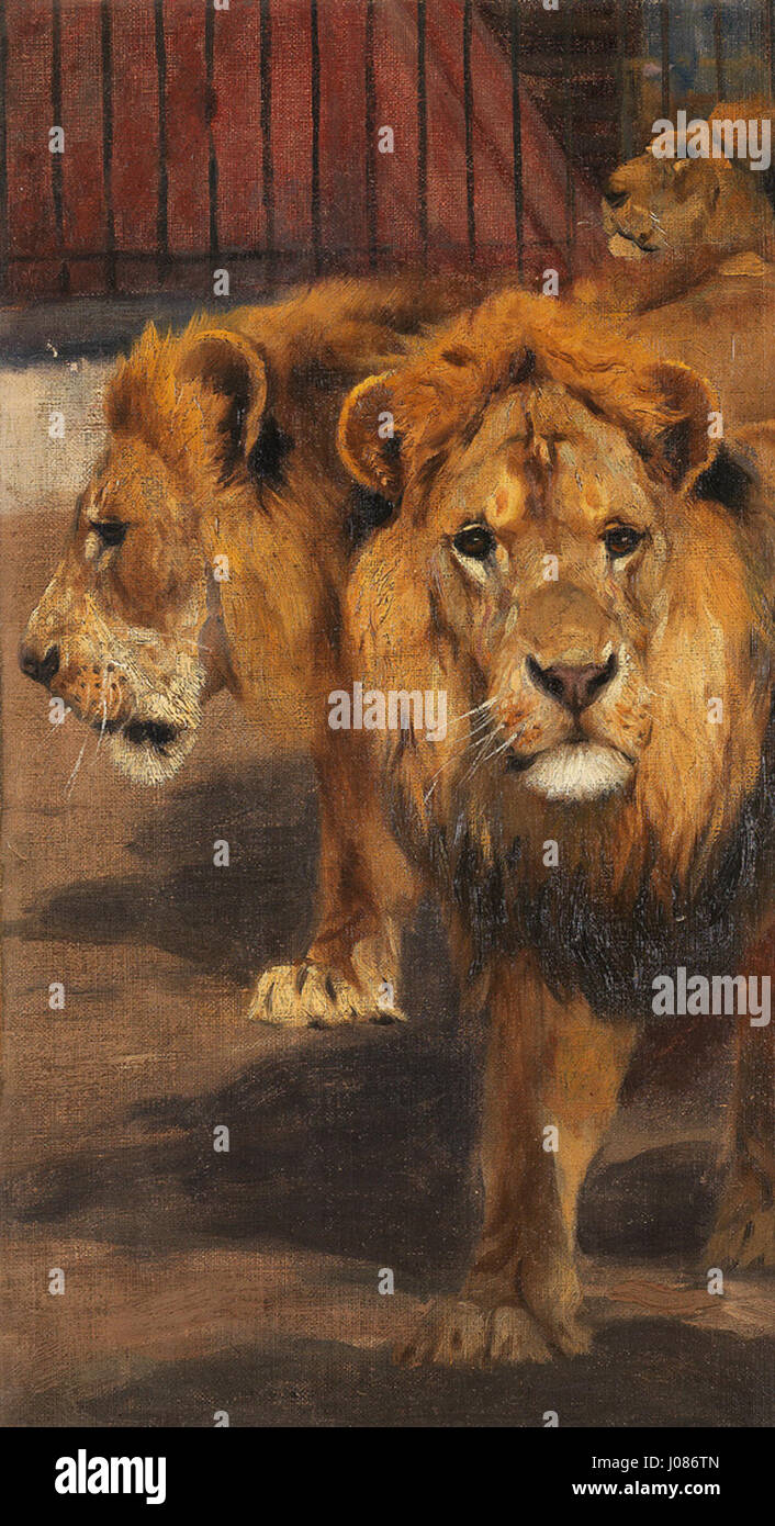 Drei Zirkuslöwen (1902) von Wilhelm Kuhnert stellt drei Löwen aus einem Zirkus dynamisch und lebensecht dar und zeigt die Fähigkeit des Künstlers, die Kraft und Präsenz der Tiere einzufangen. Das Gemälde veranschaulicht Kuhnerts bekannte Fokus auf die Tierwelt und seine Fähigkeit, die Kraft und Anmut seiner Untertanen zu vermitteln. Stockfoto