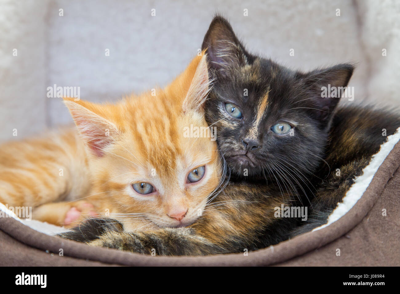 Süße Ingwer und Schildpatt Kätzchen zusammen in einem Bett Katze Stockfoto