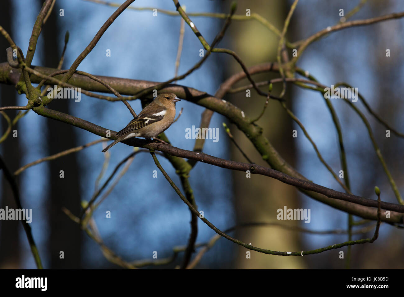 Weibliche gemeinsame Buchfinken (Fringilla Coelebs) im Kielder Forest Park in Northumberland, England. Die Vögel Leben in den Wäldern bei Kielder. Stockfoto
