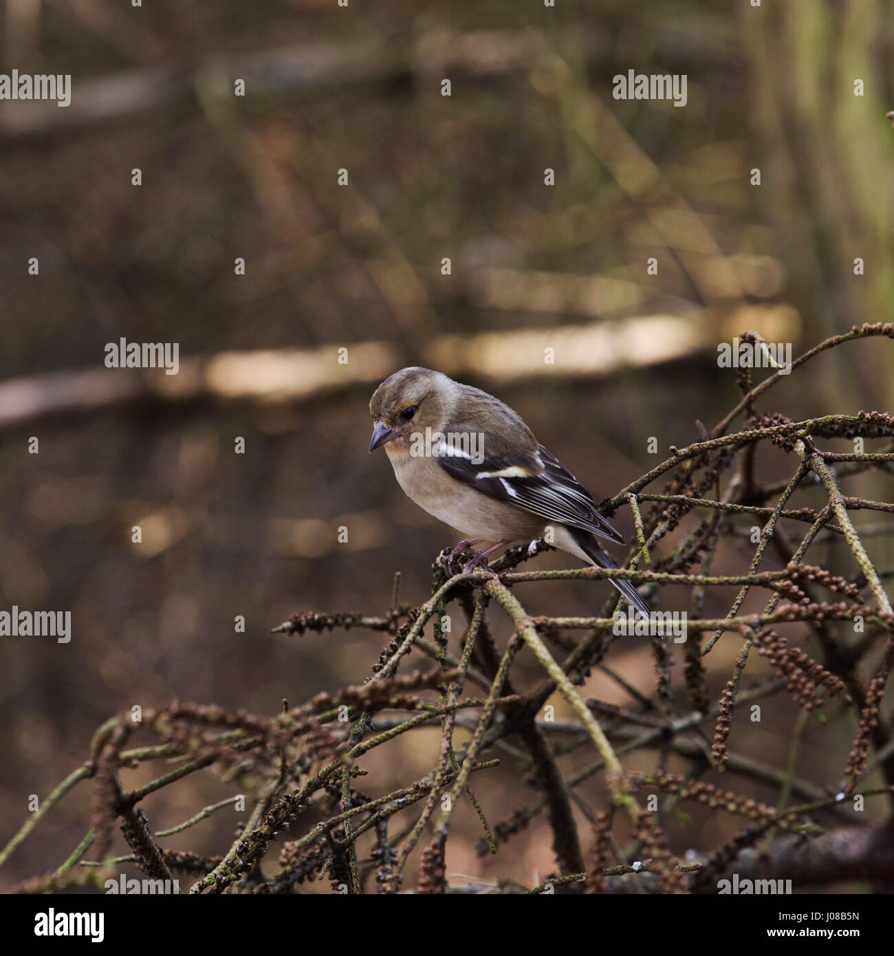 Männliche gemeinsame Buchfinken (Fringilla Coelebs) im Kielder Forest Park in Northumberland, England. Die Vögel Leben in den Wäldern bei Kielder. Stockfoto