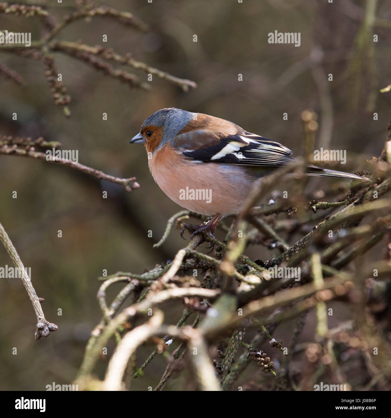 Männliche gemeinsame Buchfinken (Fringilla Coelebs) im Kielder Forest Park in Northumberland, England. Die Vögel Leben in den Wäldern bei Kielder. Stockfoto