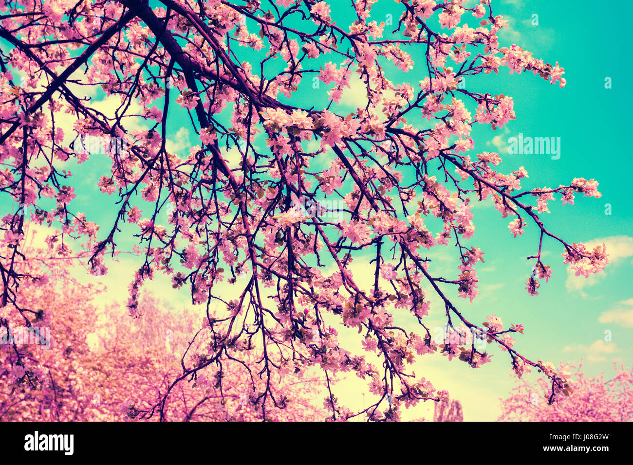 Vintage Blüte Apfelbäume gegen blauen Himmel. Frühling natürlichen Hintergrund Stockfoto