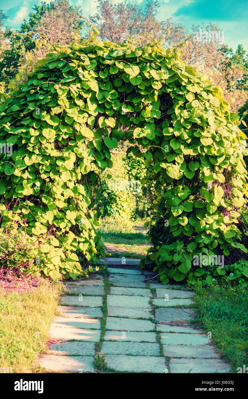 Landschaftsgestaltung im Garten. Bogen von Bäumen Stockfoto