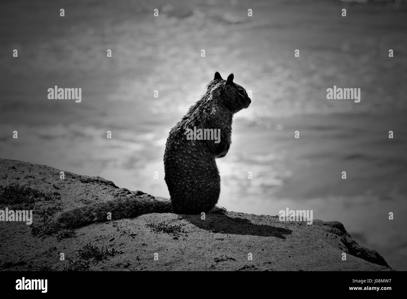 Eichhörnchen stehend auf der Klippe mit Blick auf Meer Stockfoto