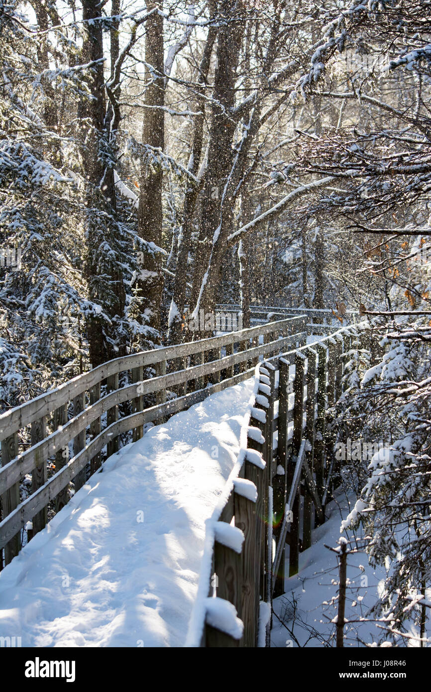 Winterschnee mit Sonnenschein Pfad in den Wald. Stockfoto