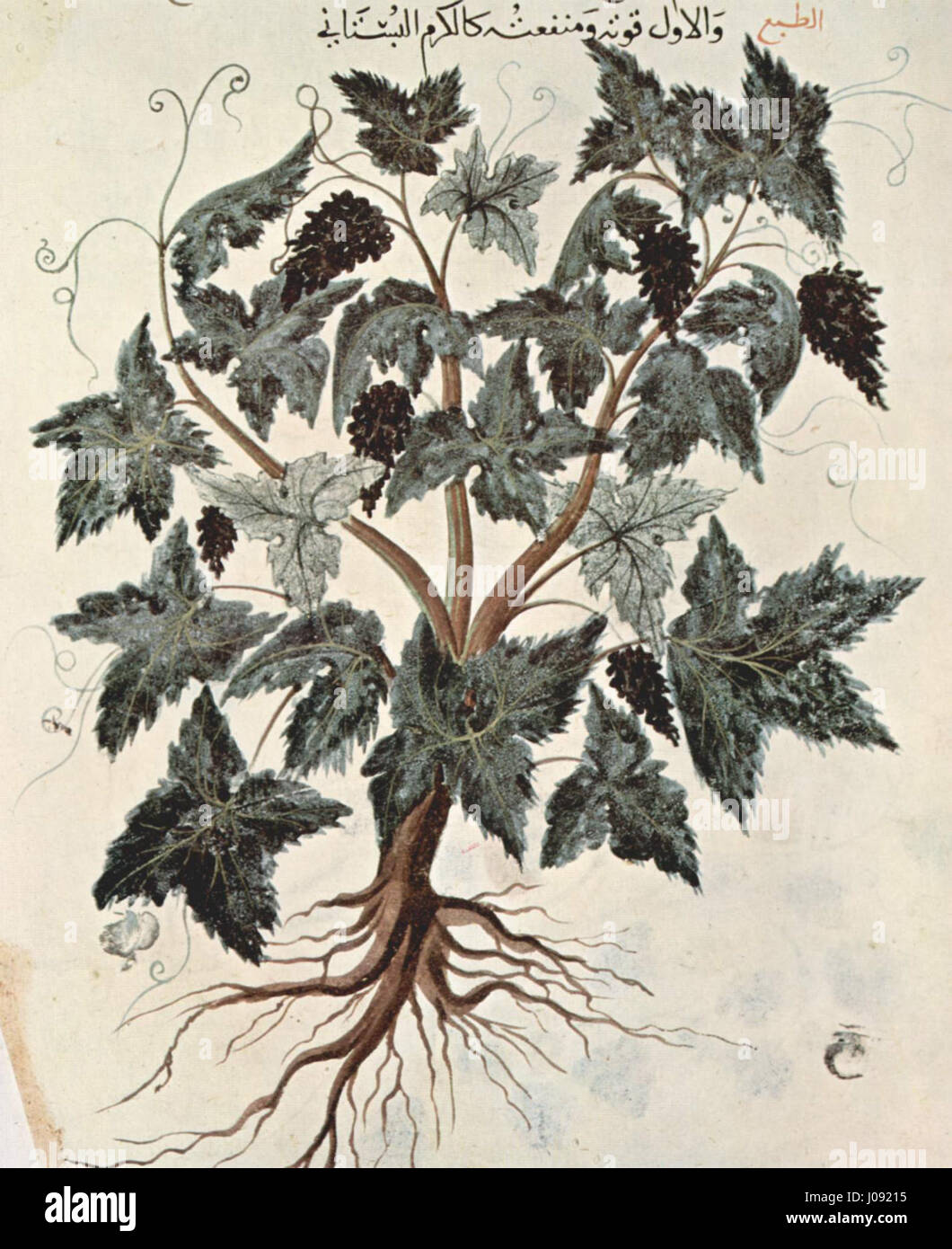 Diese Manuskriptseite, die einem arabischen Maler zugeschrieben wird, zeigt eine detaillierte Pflanzendarstellung aus Dioscorides' 'de Materia Medica', einem antiken Text über Heilpflanzen. Die lebendige Illustration dient sowohl als wissenschaftlicher Leitfaden als auch als künstlerische Darstellung des natürlichen Heilwissens. Stockfoto