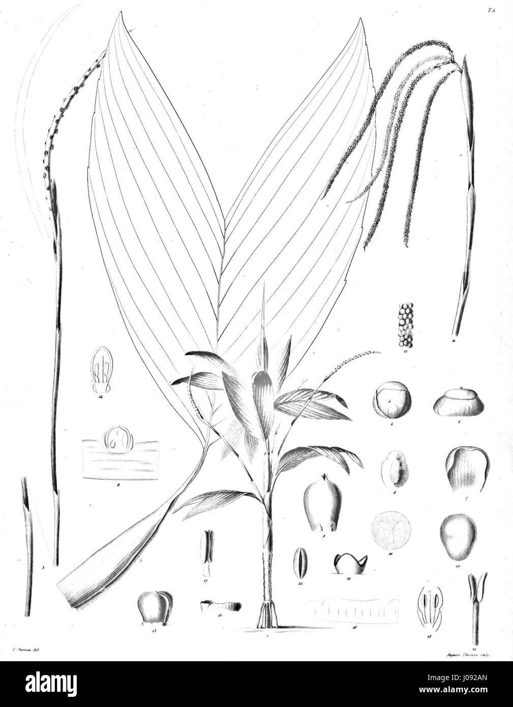 Chamaedorea sp., in der Gattung Chamaedorea oft als palmenartige Pflanzen bezeichnet, ist eine tropische Art, die in Mittelamerika beheimatet ist. Diese Pflanze, die in verschiedenen Formen gezeigt wird, ist bekannt für ihre dekorative Anziehungskraft in Innenräumen. Stockfoto