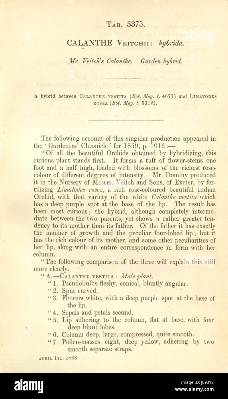 Diese botanische Beschreibung aus dem Jahr 1863 beschreibt die Calanthe veitchii, eine Orchideenart, die erstmals in Curtis' Botanical Magazine aufgenommen wurde und Einblicke in ihr Aussehen und ihre Eigenschaften bietet. Stockfoto