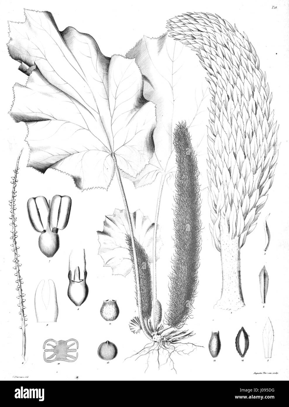 Gunnera insignis, eine von Ørsted identifizierte Pflanzenart, ist bekannt für ihre großen, markanten Blätter und ihr robustes Wachstum. Diese in Südamerika heimische Art ist besonders für ihr einzigartiges Aussehen in Feuchtgebieten und Ufergebieten bekannt, die oft in feuchten, schattigen Umgebungen wachsen. Stockfoto