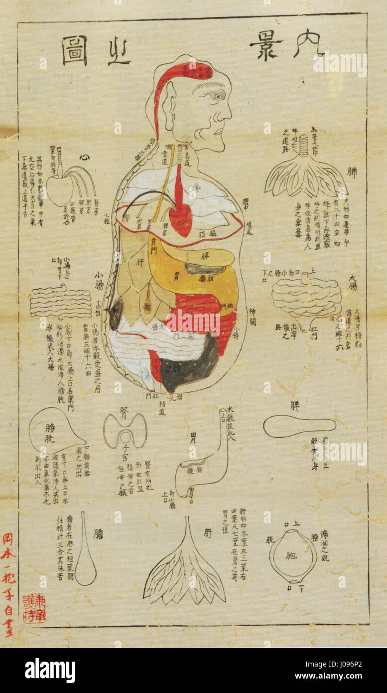 Dieses *Bild des inneren Körpers*, das Okamoto Ippō zugeschrieben wird, ist eine detaillierte Darstellung der menschlichen Anatomie, die sich auf innere Organe und Körpersysteme konzentriert. Das Kunstwerk spiegelt die traditionelle japanische künstlerische Interpretation der menschlichen Form und ihrer inneren Arbeitsweise wider. Stockfoto