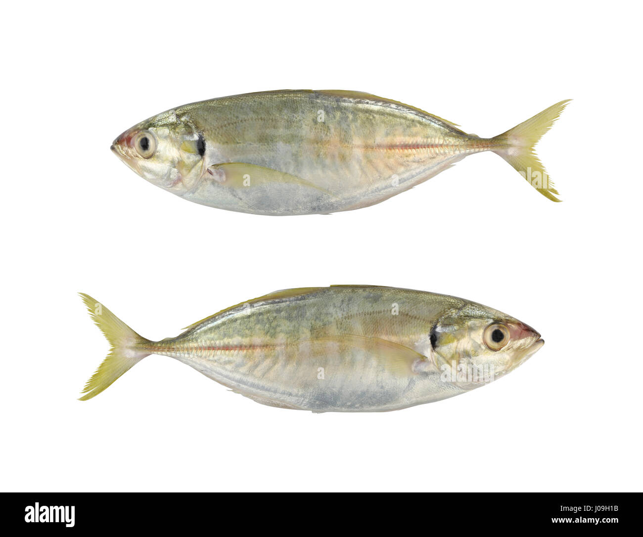 BigEye Makrelen oder Altrosa Jack oder große Makrelen Seefisch isoliert auf weißem Hintergrund und Beschneidungspfade, einfache Bereitstellung. Stockfoto