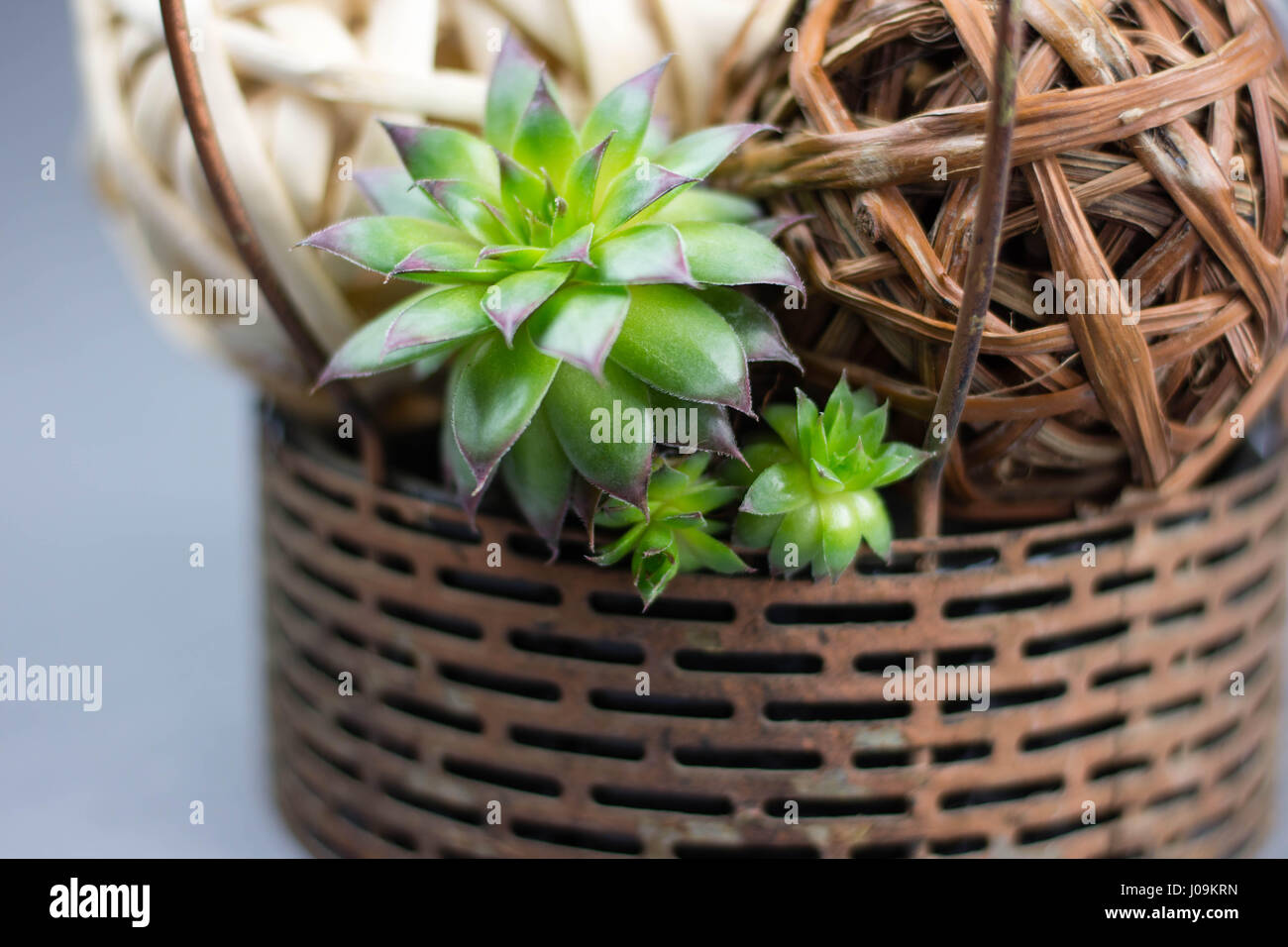 Sukkulenten in dekorativen Herzstück Stockfoto