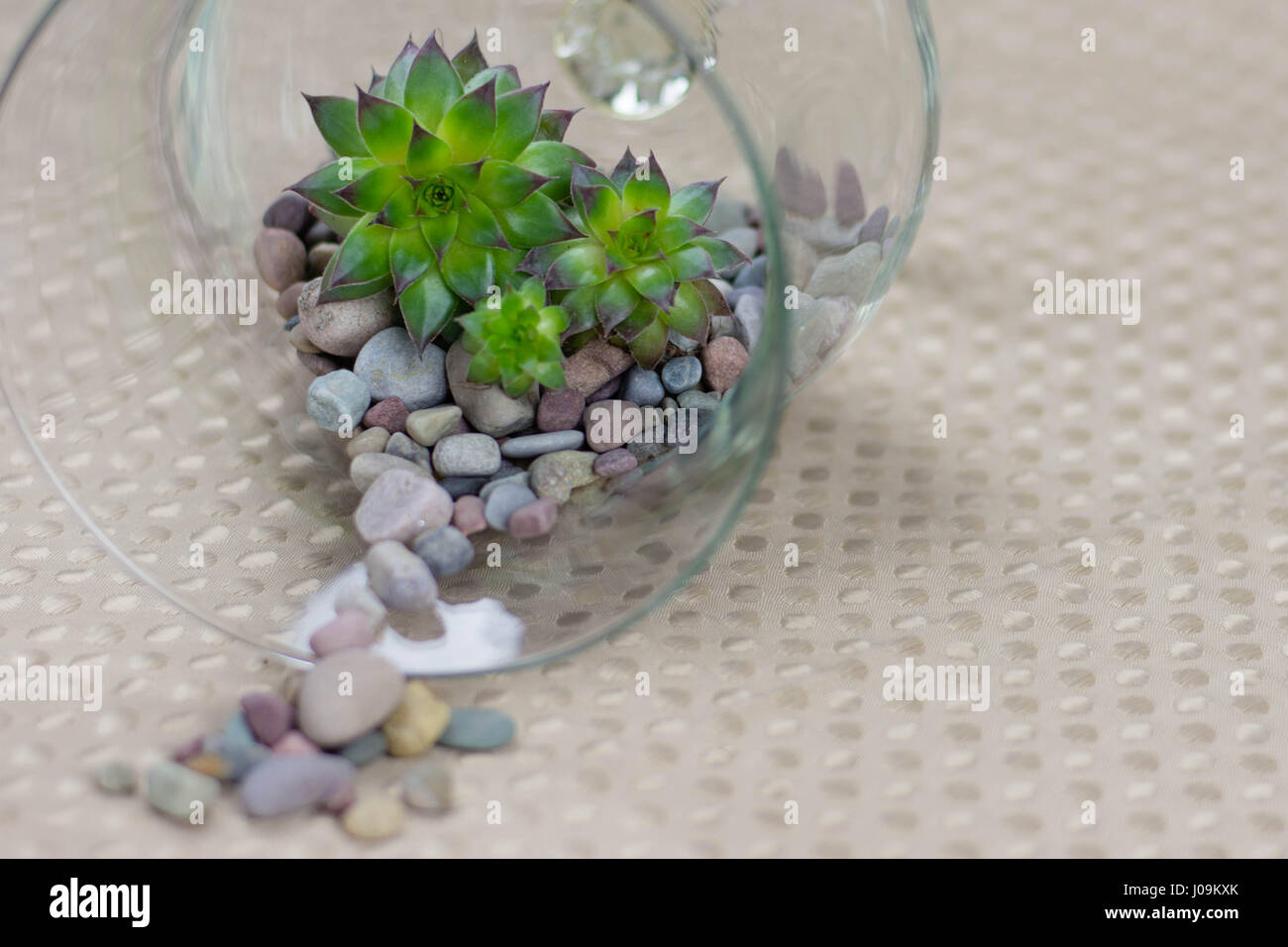 Lebendige grüne Sukkulenten in Glas mit Kieselsteinen Stockfoto
