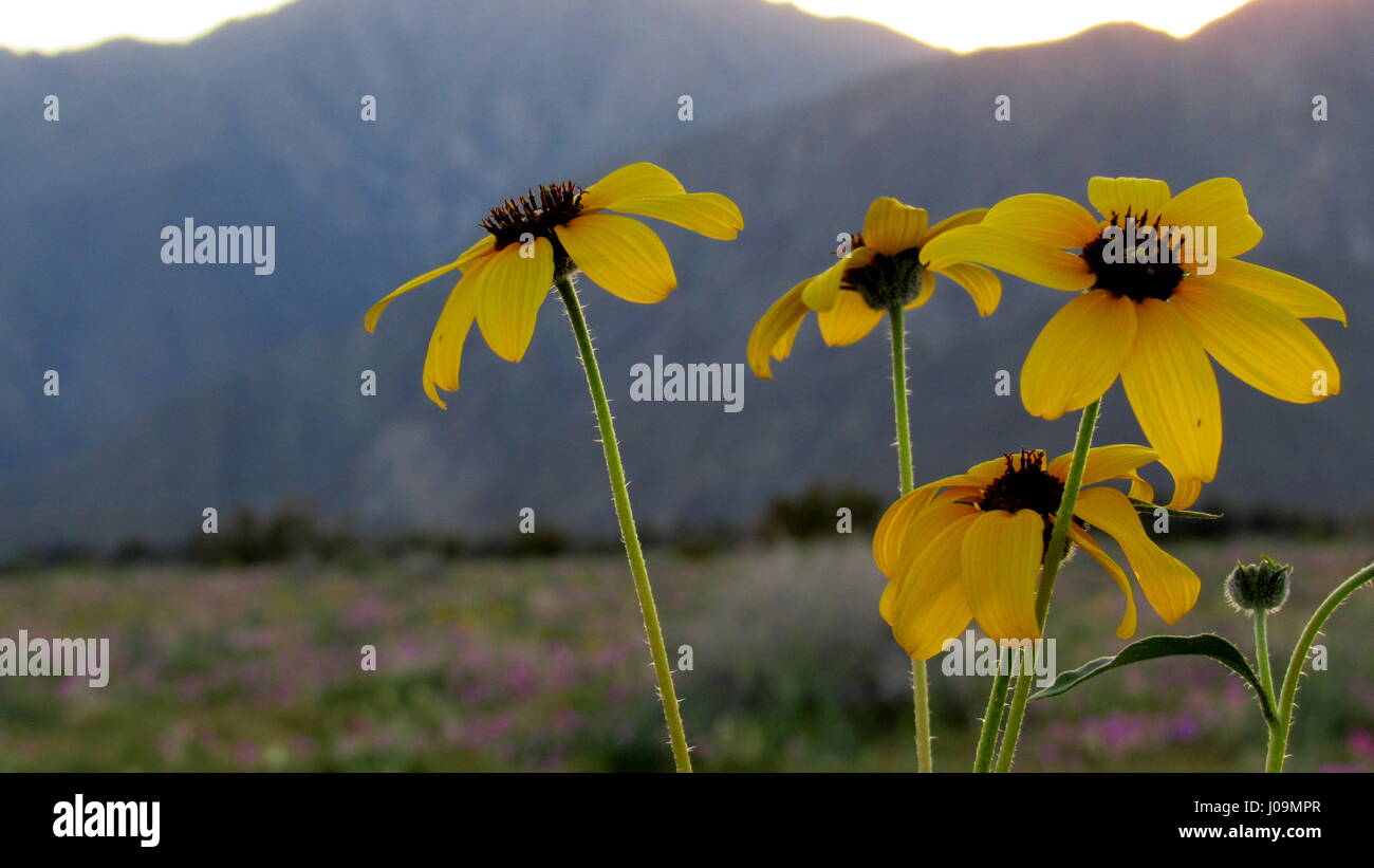 Wüste Grau Sonnenblumen Helianthus Saturnus bei Dämmerung in Anza-Borrego Desert State Park Stockfoto