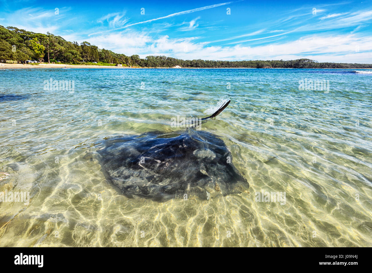 Riesige Stachelrochen auf die Waschfrau Beach, Bendalong Beach, Shoalhaven, South Coast, New-South.Wales, NSW, Australien Stockfoto