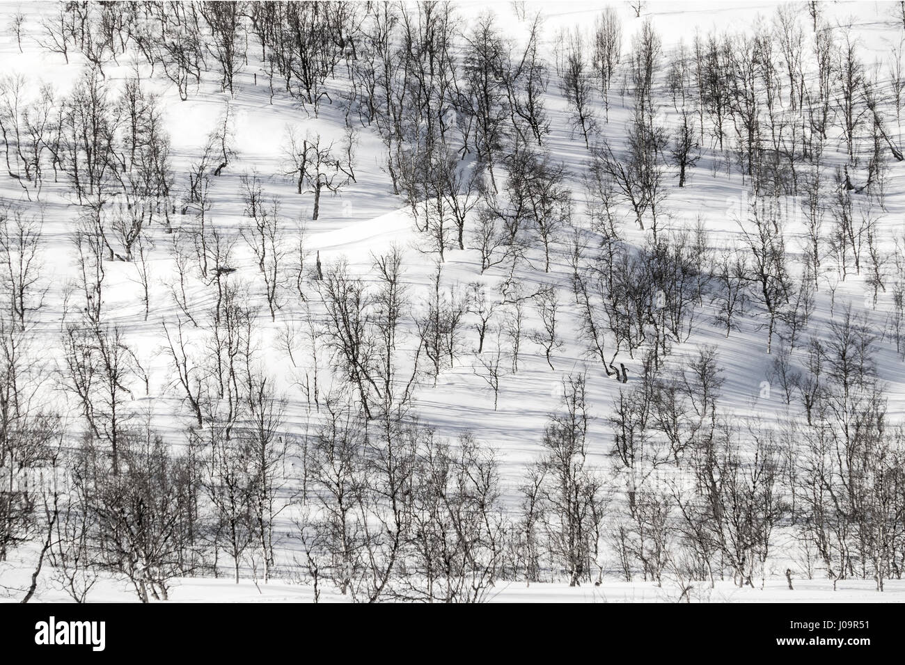 Bäume in Monochrom, Winterlandschaft in Nord-Norwegen Stockfoto