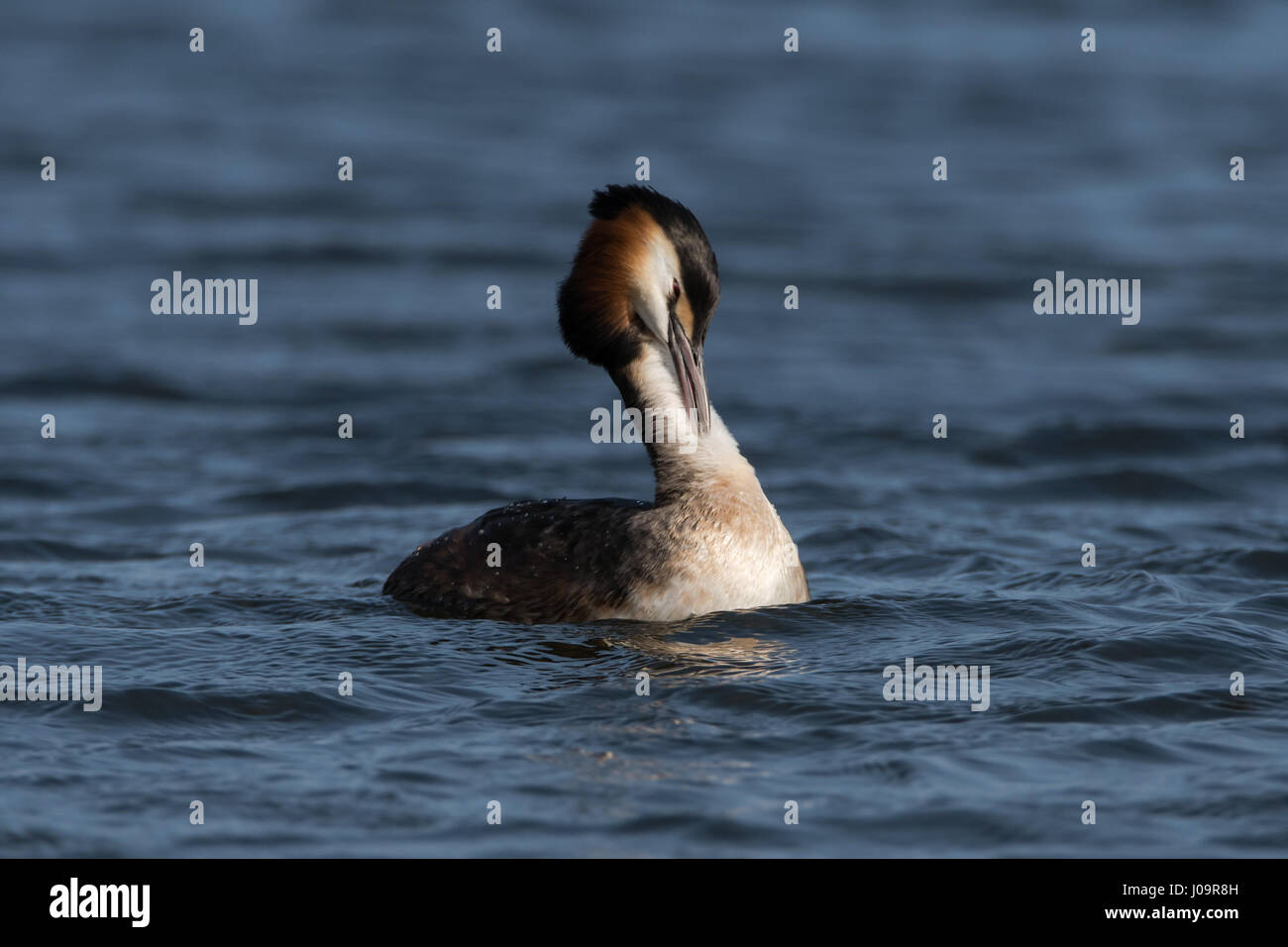 Great crested Haubentaucher (Podiceps Cristatus) zu putzen. Eleganter Wasservögel in der Familie Podicipedidae Schwimmen am See an der Bucht von Cardiff, Wales, UK Stockfoto