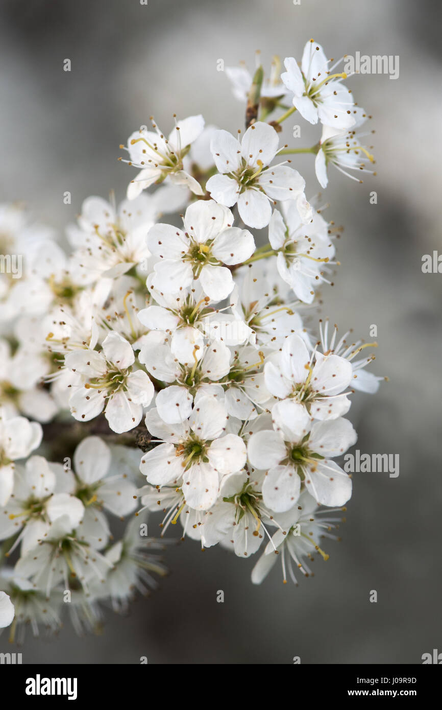 Blüte auf Schlehe (Prunus Spinosa). Weißen Blüten am Strauch in der Familie der Rosengewächse (Rosengewächse), reichlich im Frühling in der britischen Landschaft Stockfoto