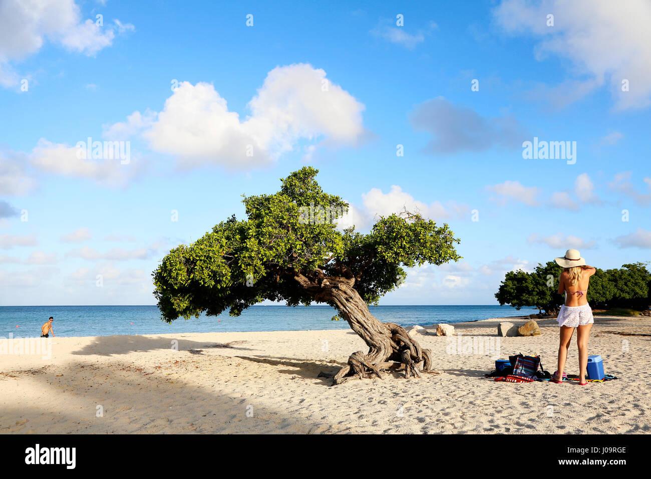 Die besten Strände von Aruba. Eagle Beach mit dem berühmten Fofoti-Baum, oft als Divi Divi Baum aus versehen Stockfoto