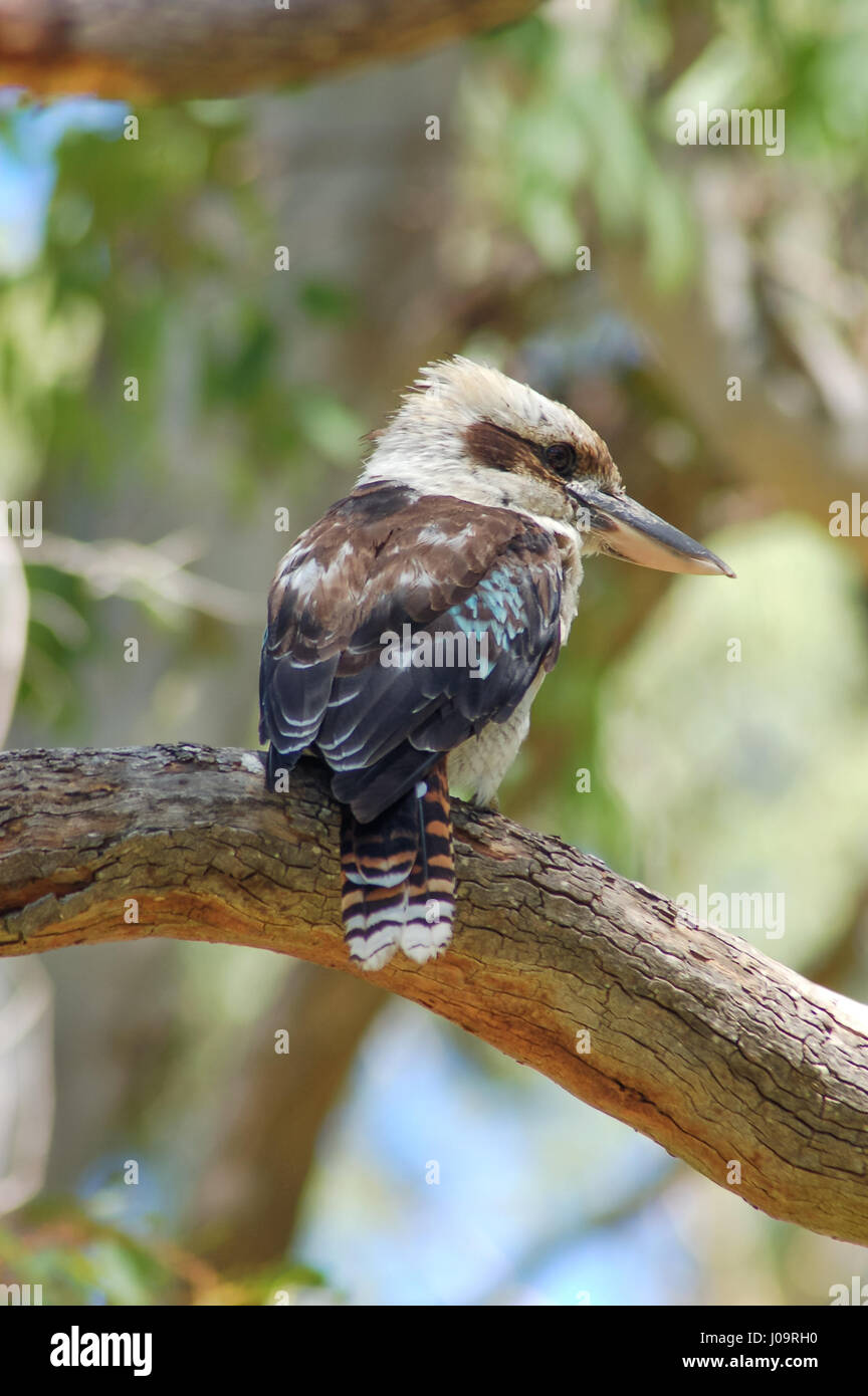 Eine wilde Kookaburra (Rückansicht) auf einem Ast sitzend. Primär- und flachen Fokus auf den Vogel mit alles sonst weich. Stockfoto