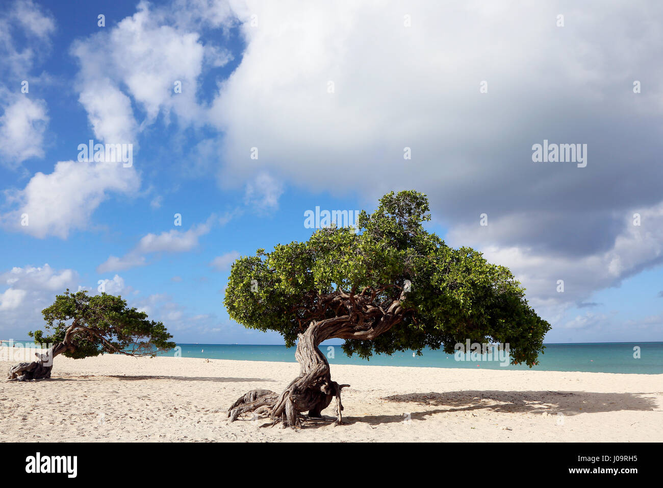 Die besten Strände von Aruba. Eagle Beach mit dem berühmten Fofoti-Baum, oft als Divi Divi Baum aus versehen Stockfoto