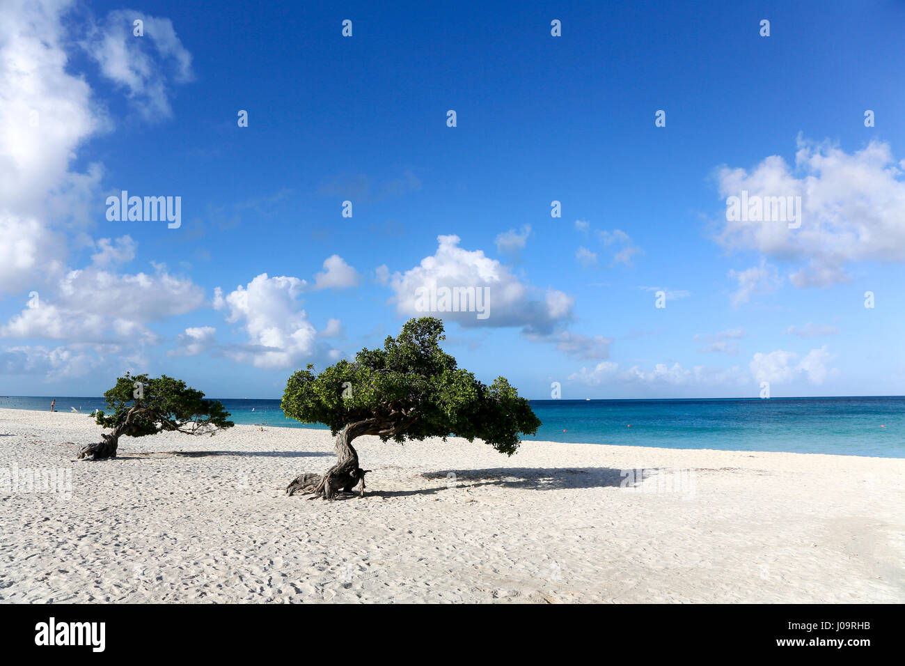 Die besten Strände von Aruba. Eagle Beach mit dem berühmten Fofoti-Baum, oft als Divi Divi Baum aus versehen Stockfoto