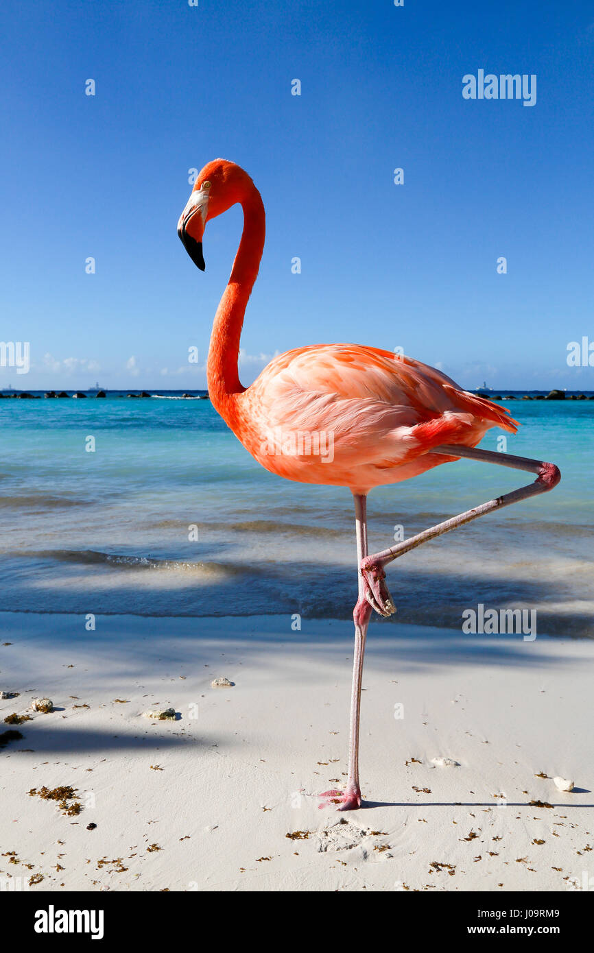 Die besten Strände von Aruba: Flamingo Strand des Renaissance Hotels Stockfoto