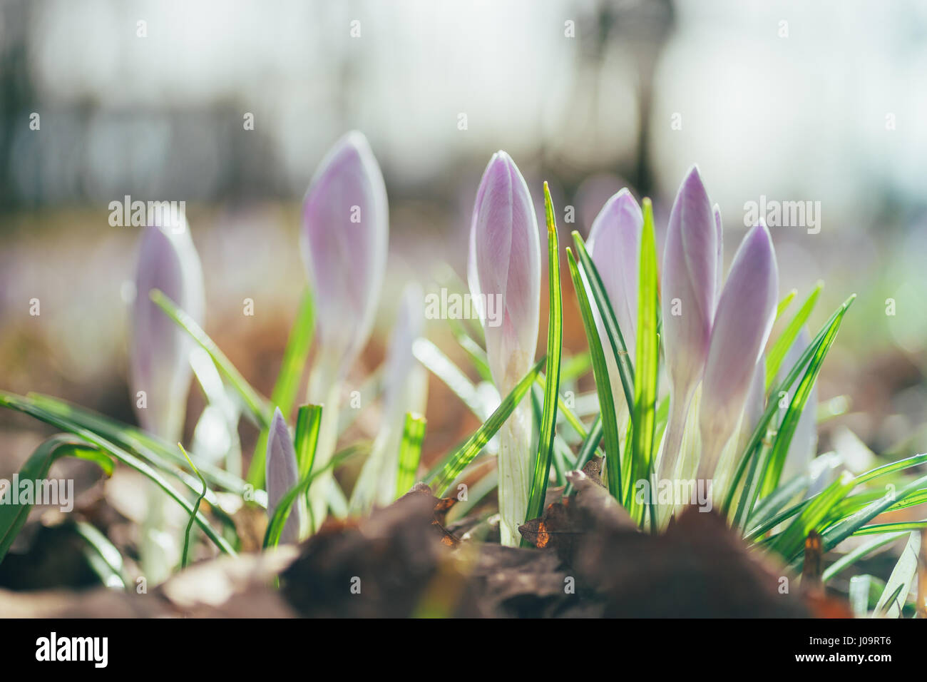 Zarte Triebe der Krokusblüten vom frühen Frühling. Vom Grundriss, selektiven Fokus. Neuen Lebenskonzept. Stockfoto