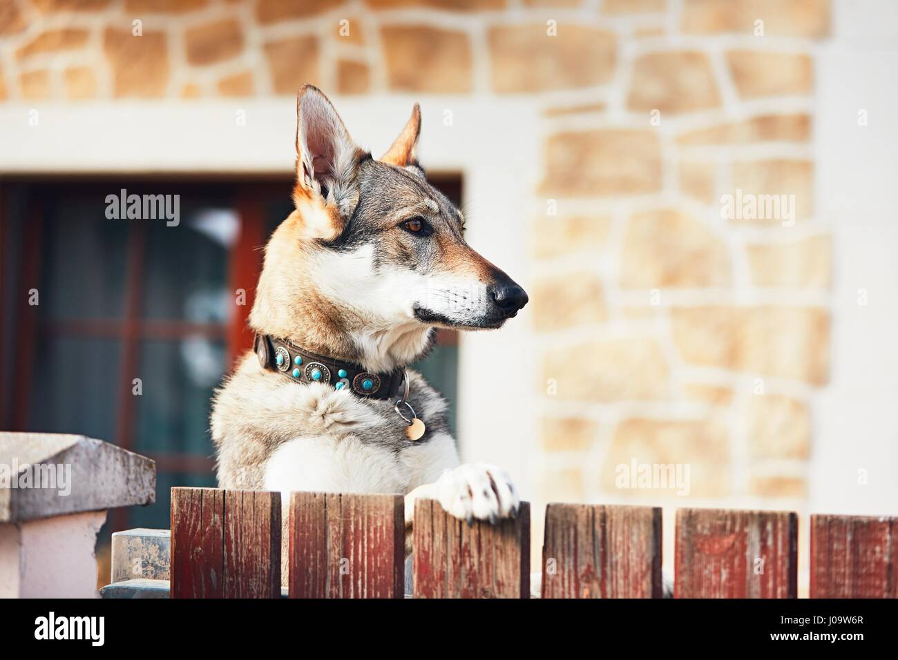 Hüten Sie sich vor dem Hund. Tschechoslowakischen Wolfshundes hinter dem Zaun des Hauses. Stockfoto