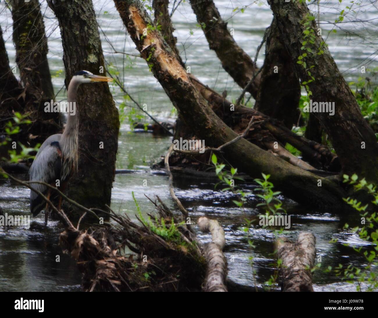 Heron Jagd nach Fisch Stockfoto